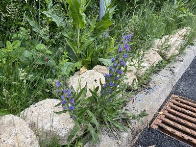 Echium vulgare, photographed by Pavel Kacl