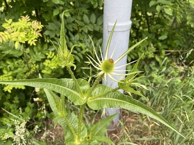 Dipsacus fullonum
