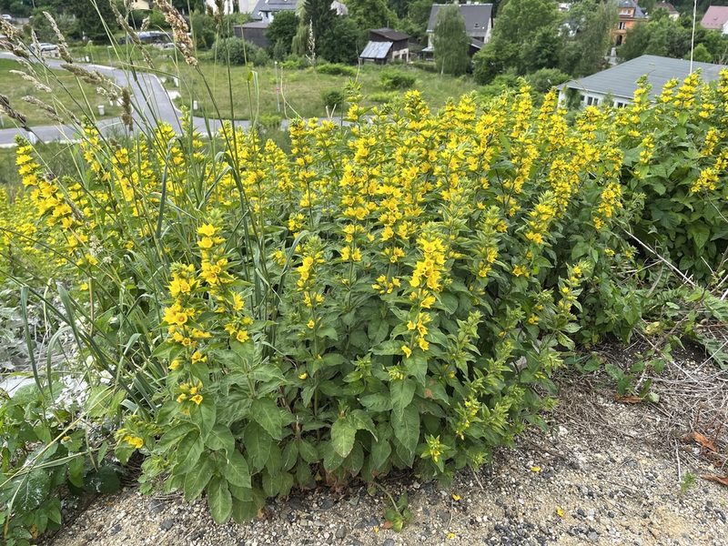 Lysimachia punctata, photographed by Pavel Kacl