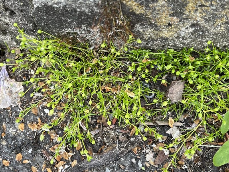 Sagina procumbens, photographed by Pavel Kacl