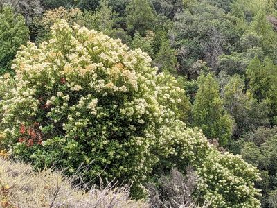 Photinia arbutifolia