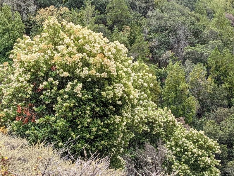 Photinia arbutifolia, photographed by elonicera