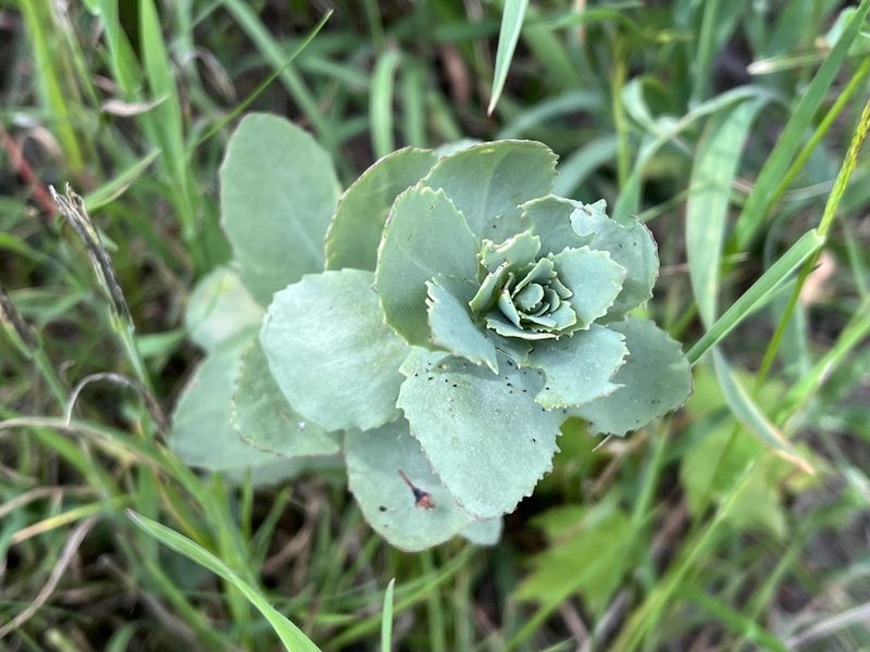 Hylotelephium telephium, photographed by Pavel Kacl