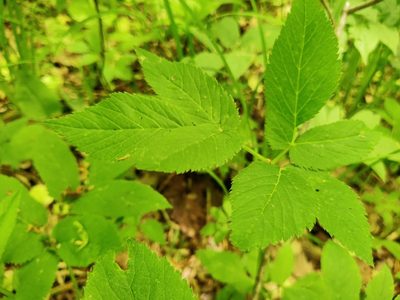 Aegopodium podagraria, photographed by Ульяна Лалак