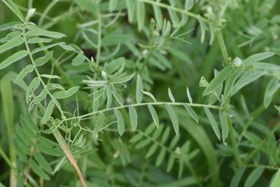 Vicia cracca