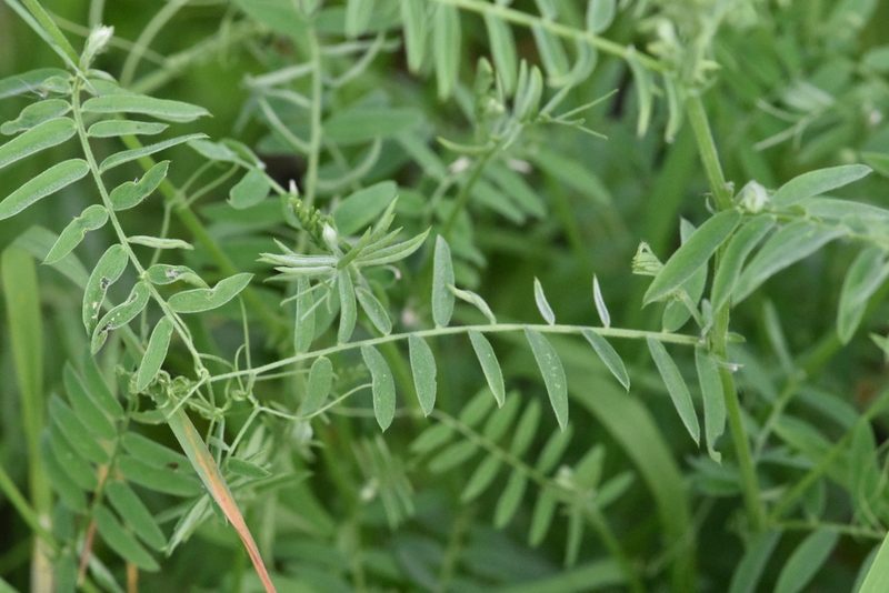 Vicia cracca, photographed by Марина Садыкова
