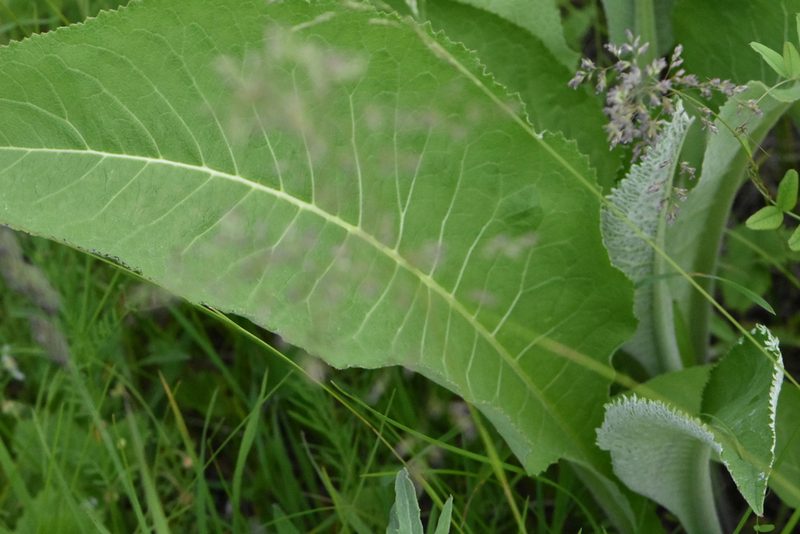 Inula helenium, photographed by Марина Садыкова