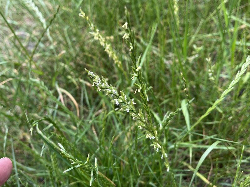 Lolium perenne, photographed by Pavel Kacl