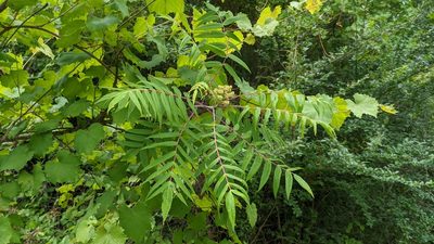 Rhus glabra
