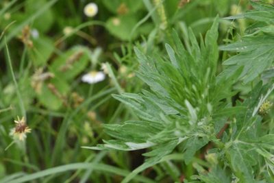 Artemisia vulgaris