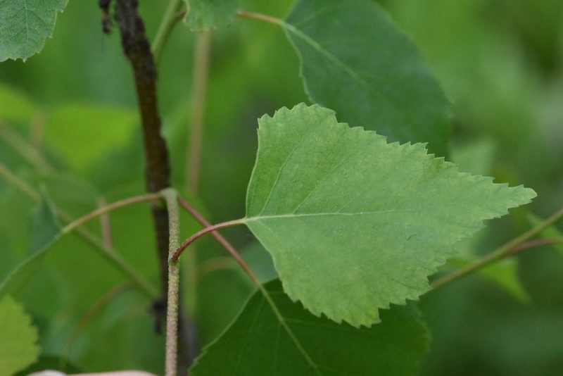 Betula pendula, photographed by Марина Садыкова