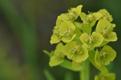 Euphorbia virgata, photographed by Марина Садыкова