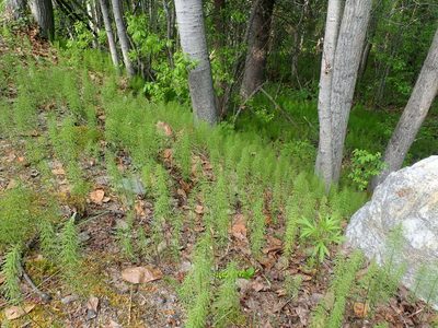 Equisetum pratense, photographed by F Quiec
