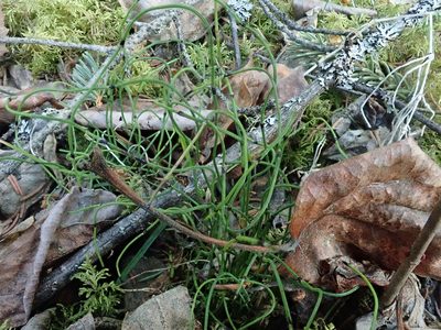 Equisetum scirpoides, photographed by F Quiec