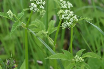 Aegopodium podagraria