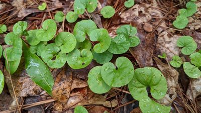 Dichondra carolinensis