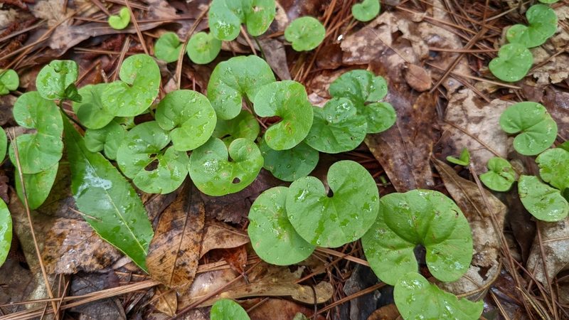 Dichondra carolinensis, photographed by Joseph Aubert