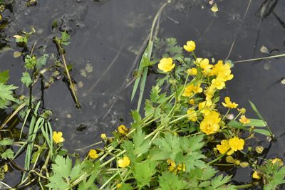 Ranunculus repens, photographed by Марина Садыкова