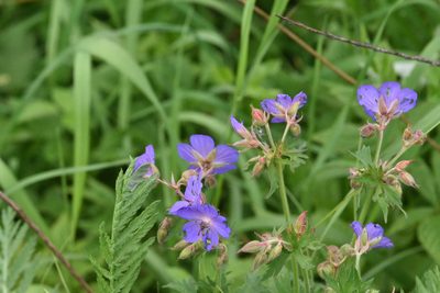 Geranium pratense, photographed by Марина Садыкова