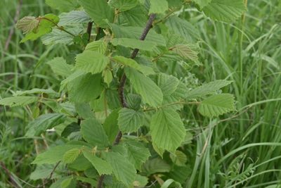 Corylus avellana, photographed by Марина Садыкова