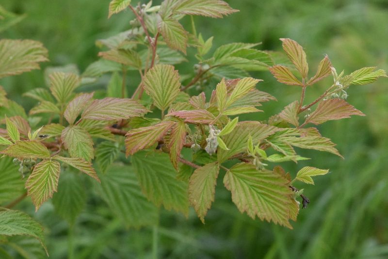 Rubus idaeus, photographed by Марина Садыкова