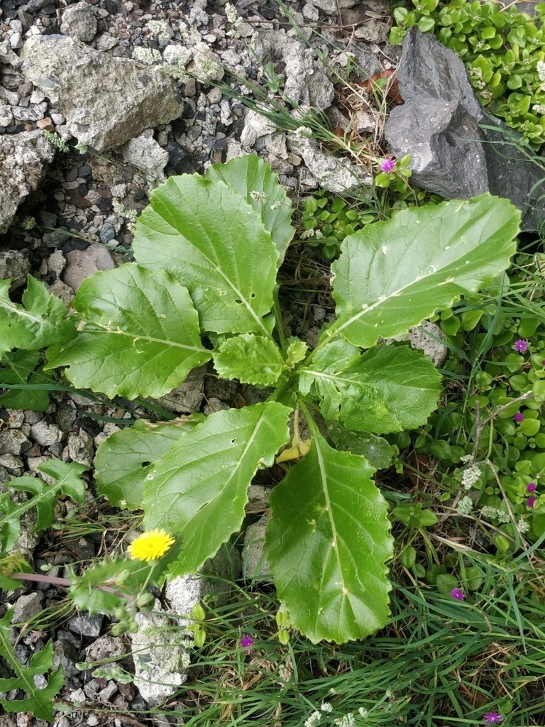 Sinapidendron rupestre, photographed by Vítor Jorge