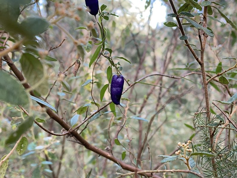 Billardiera macrantha, photographed by Dylan Wishart