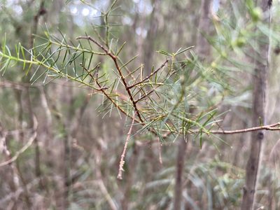 Acacia verticillata