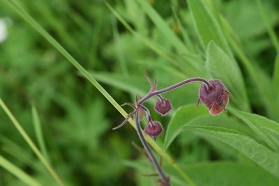 Geum rivale, photographed by Марина Садыкова