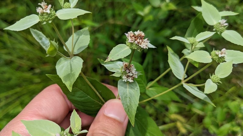 Pycnanthemum muticum, photographed by Joseph Aubert