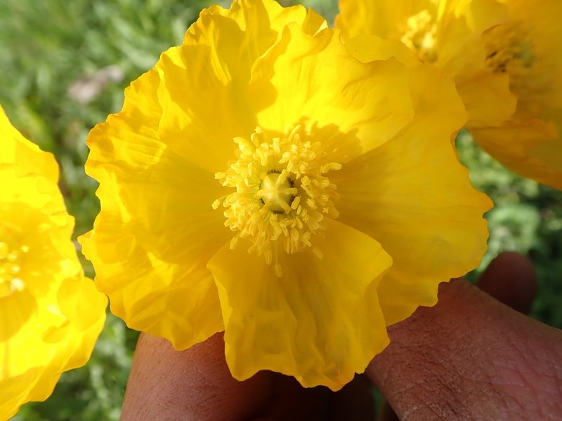 Oreomecon crocea, photographed by F Quiec