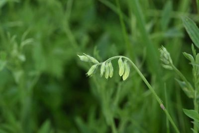 Lathyrus pratensis, photographed by Марина Садыкова