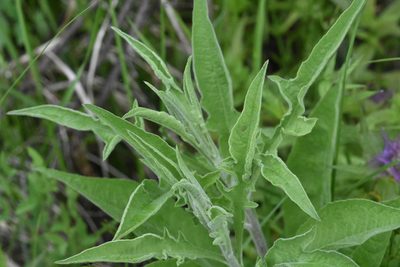 Centaurea jacea, photographed by Марина Садыкова