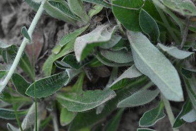 Pilosella officinarum, photographed by Марина Садыкова