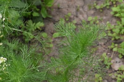 Tripleurospermum inodorum, photographed by Марина Садыкова