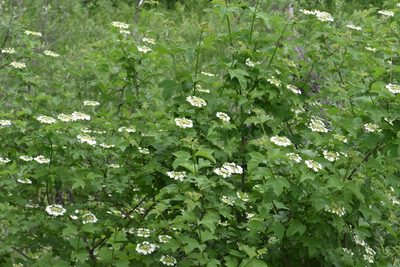 Viburnum opulus, photographed by Марина Садыкова
