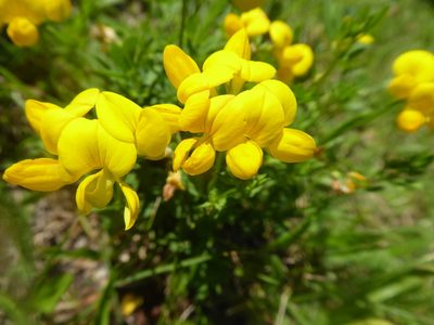 Lotus corniculatus, photographed by Michael Andresek