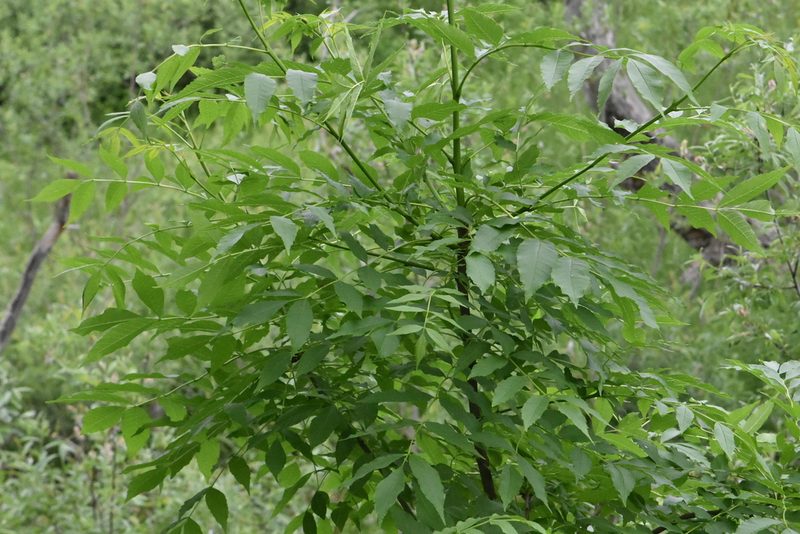 Fraxinus excelsior, photographed by Марина Садыкова