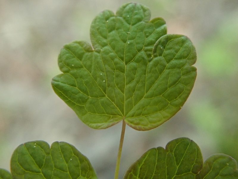 Thalictrum sparsiflorum, photographed by F Quiec