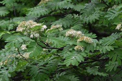 Sorbus aucuparia, photographed by Марина Садыкова