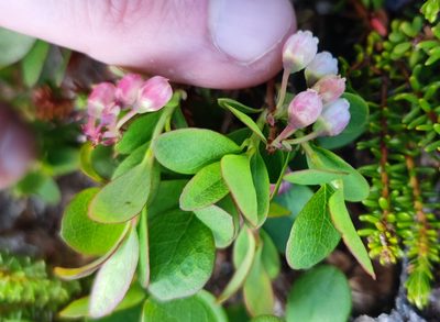 Vaccinium uliginosum, photographed by Andreas Schneider