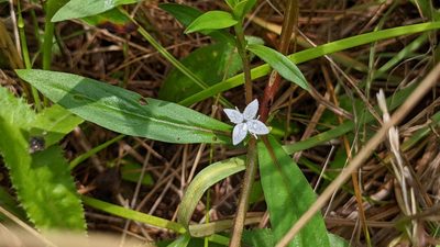 Diodia virginiana