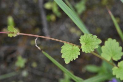 Glechoma hederacea