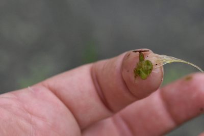 Spirodela polyrhiza