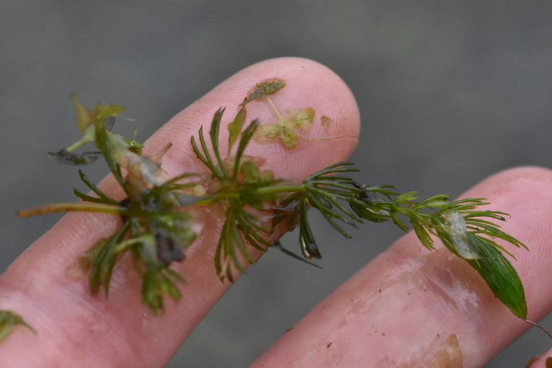 Ceratophyllum demersum, photographed by Марина Садыкова