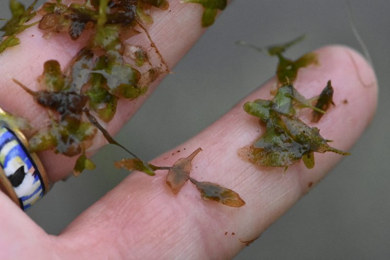 Lemna trisulca, photographed by Марина Садыкова