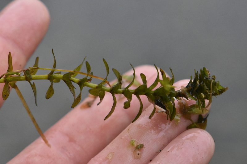Elodea canadensis, photographed by Марина Садыкова