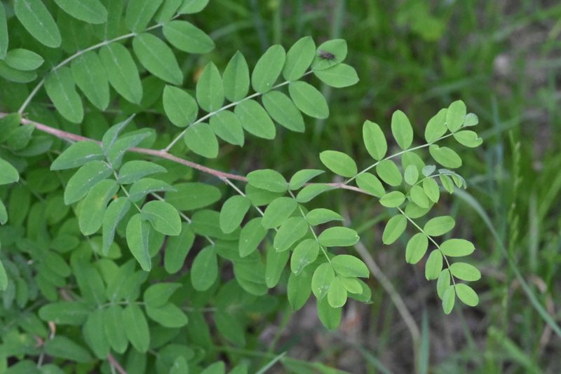 Caragana arborescens, photographed by Марина Садыкова