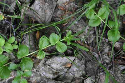 Lysimachia nummularia, photographed by Марина Садыкова