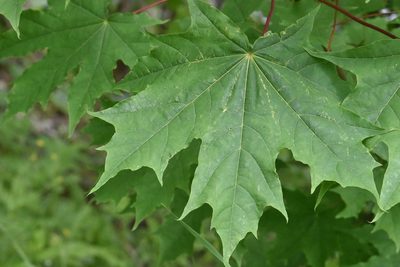 Acer platanoides, photographed by Марина Садыкова